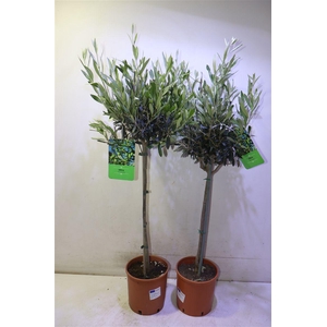Olea Europaea