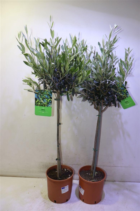 <h4>Olea Europaea</h4>