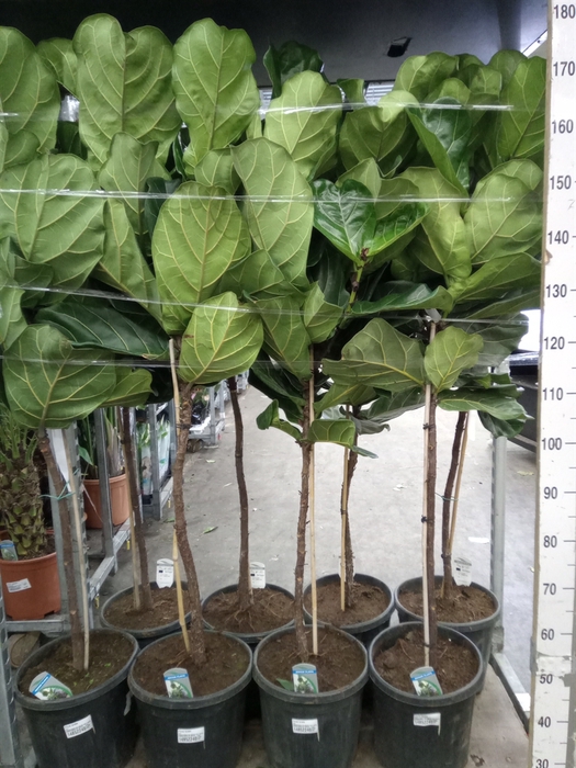 <h4>Ficus lyrata</h4>