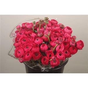 Ran.. Su Ciclamino Extra