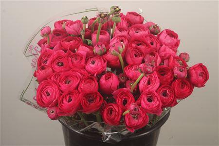 Ran.. Su Ciclamino Extra