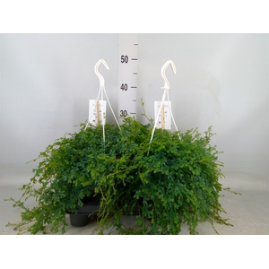 Selaginella uncinata 'Peacock'