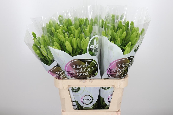 <h4>Li La Scansano</h4>