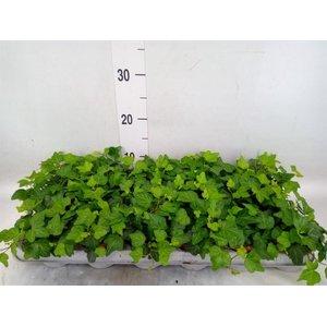 Hedera helix 'Wonder'