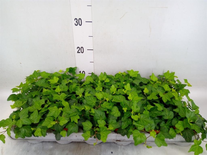 <h4>Hedera helix 'Wonder'</h4>