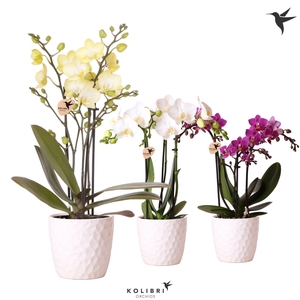 Kolibri Orchids Phalaenopsis mix 3 spike in Honey pot white