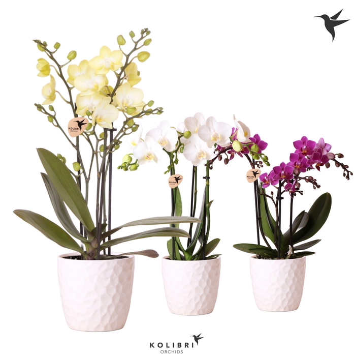 <h4>Kolibri Orchids Phalaenopsis mix 3 spike in Honey pot white</h4>