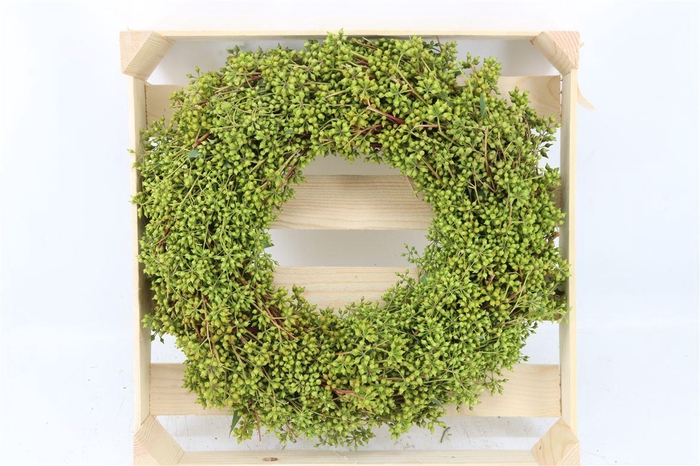 <h4>Wr Exotica Berry 40cm</h4>