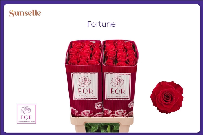 <h4>R GR FORTUNE</h4>