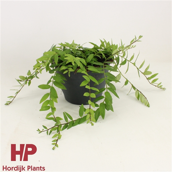 <h4>12cm pot - Aeschynanthus Japhrolepis</h4>