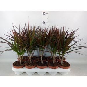 Dracaena marg. 'Magenta'