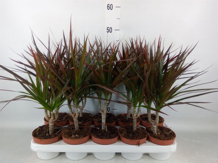 <h4>Dracaena marg. 'Magenta'</h4>