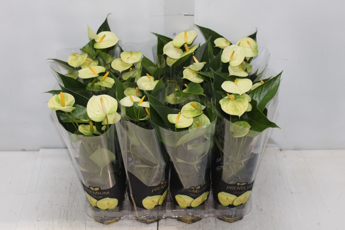 <h4>ANTHURIUM VANILLA P09 PREMIUM</h4>