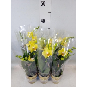 Phalaenopsis multi.   ...yellow