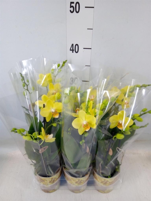 <h4>Phalaenopsis multi.   ...yellow</h4>
