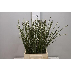 Prunus White