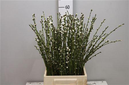 <h4>Prunus White</h4>