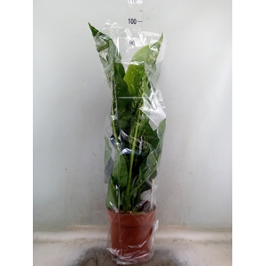 Dieffenbachia seg. 'Caiman'