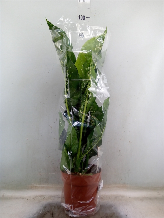 <h4>Dieffenbachia seg. 'Caiman'</h4>