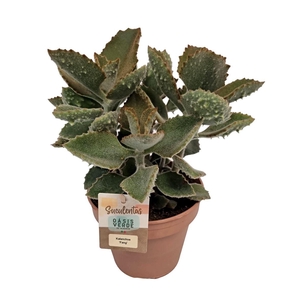 Kalanchoe Beharensis Fang - 1154
