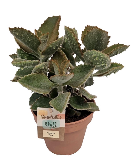 <h4>Kalanchoe Beharensis Fang - 1154</h4>
