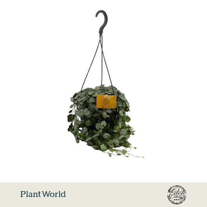 <h4>Ceropegia Woodii hangpot</h4>