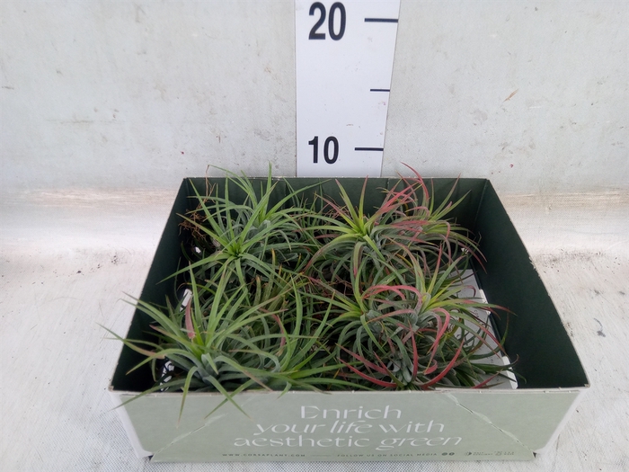 <h4>Tillandsia</h4>