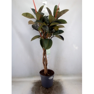 Ficus elastica 'Burgundy'