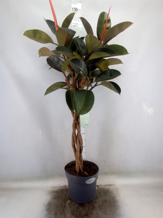<h4>Ficus elastica 'Burgundy'</h4>