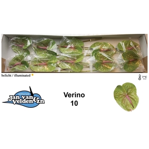 Verino 10