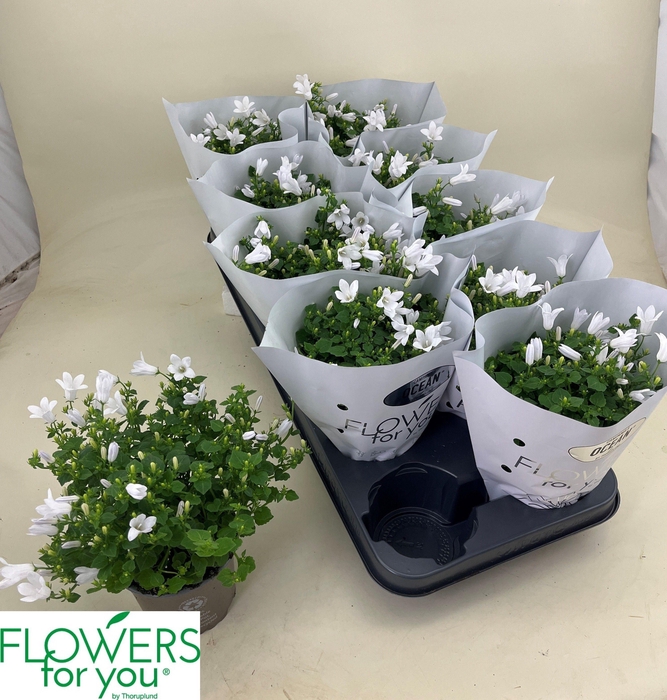 <h4>CAMP POR OCEAN</h4>