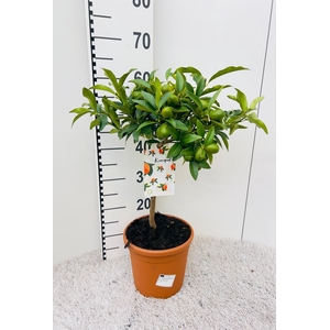 Citrus Kumquat Nagami on stem