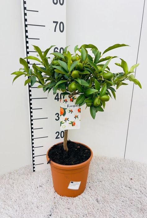 <h4>Citrus Kumquat Nagami on stem</h4>