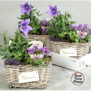 ARR TUINPLANTEN