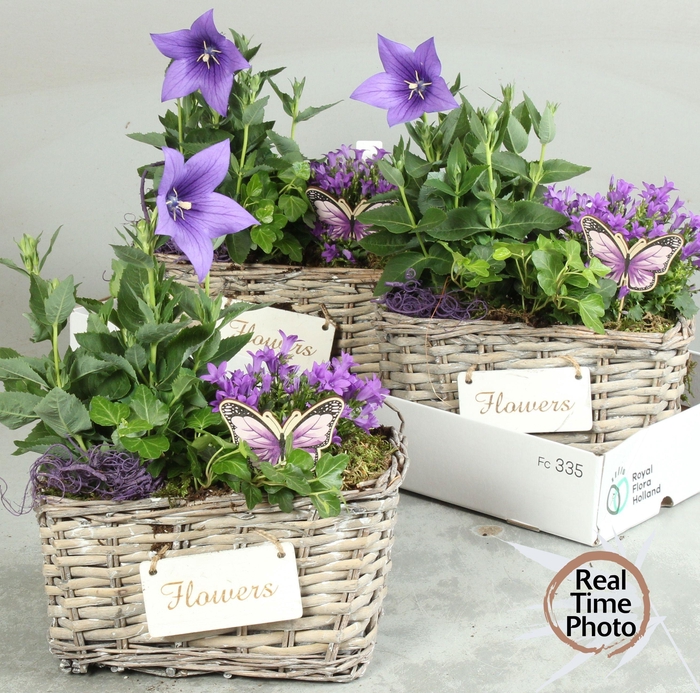 <h4>ARR TUINPLANTEN</h4>