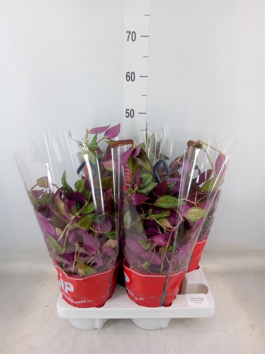 <h4>Tradescantia ...</h4>