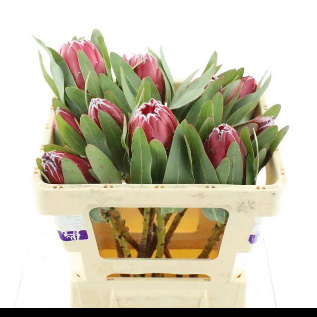 <h4>PROTEA SHEILA</h4>