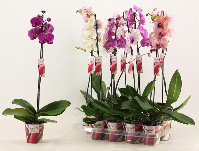 <h4>PHAL GEM</h4>