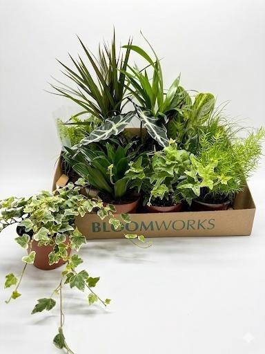 <h4>KAMERPL MIX P12</h4>