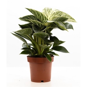 Philodendron White Wave P&PURE Collection