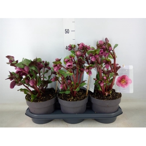 Helleborus  'Fkiss Charmer'