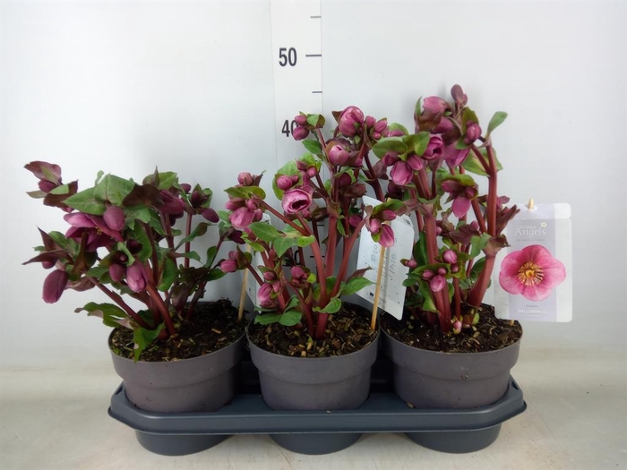 <h4>Helleborus 'Fkiss Charmer'</h4>