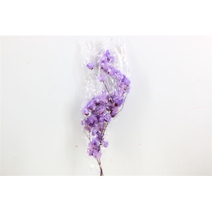 Dried Bougainvillea X5 55cm Dark Lavendel Bunch