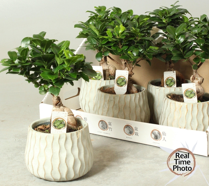 <h4>FIC MI GINSENG</h4>