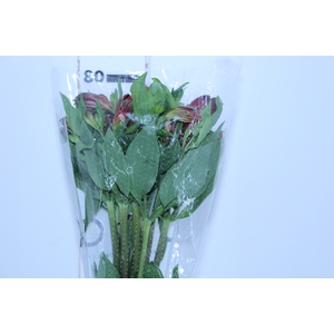 ALSTROEMERIA MARIAN 080 CM VERMELHO