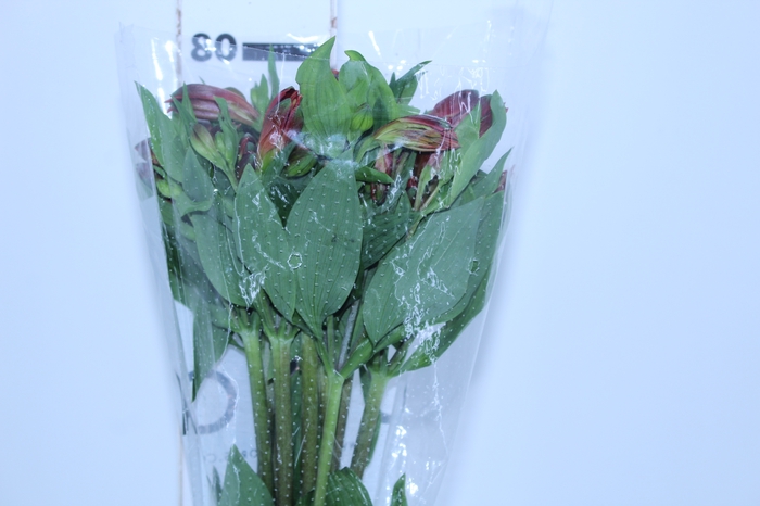 ALSTROEMERIA MARIAN 080 CM VERMELHO