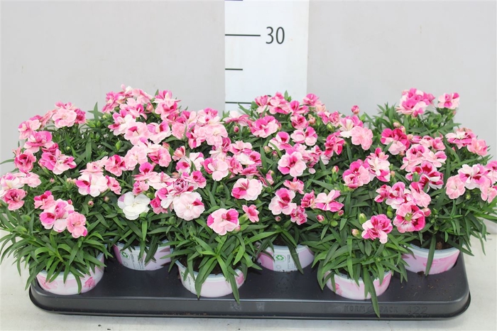 <h4>Dianthus Pink And Proud</h4>