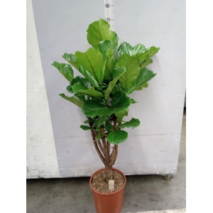 Ficus lyrata