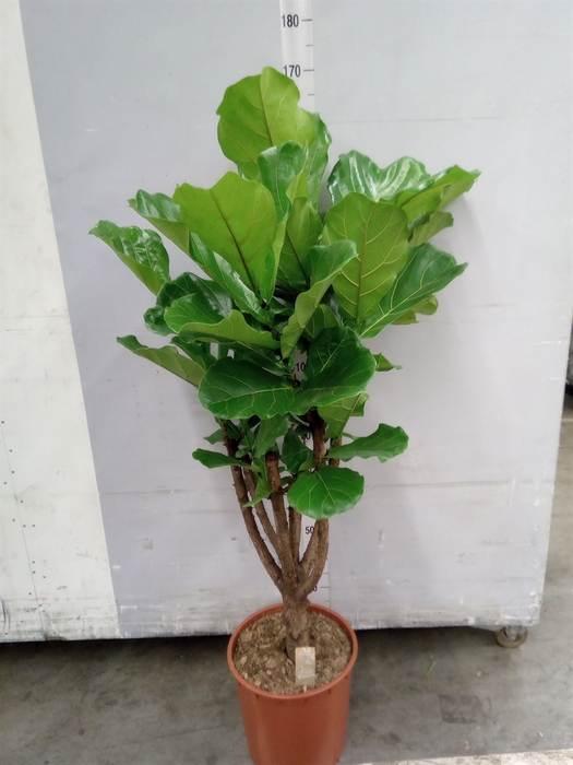 Ficus lyrata