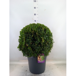 Buxus semp.   ...